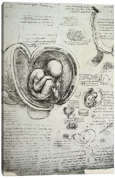The Human Foetus in the Womb, facsimile copy  Canvas Art Print - Leonardo da Vinci