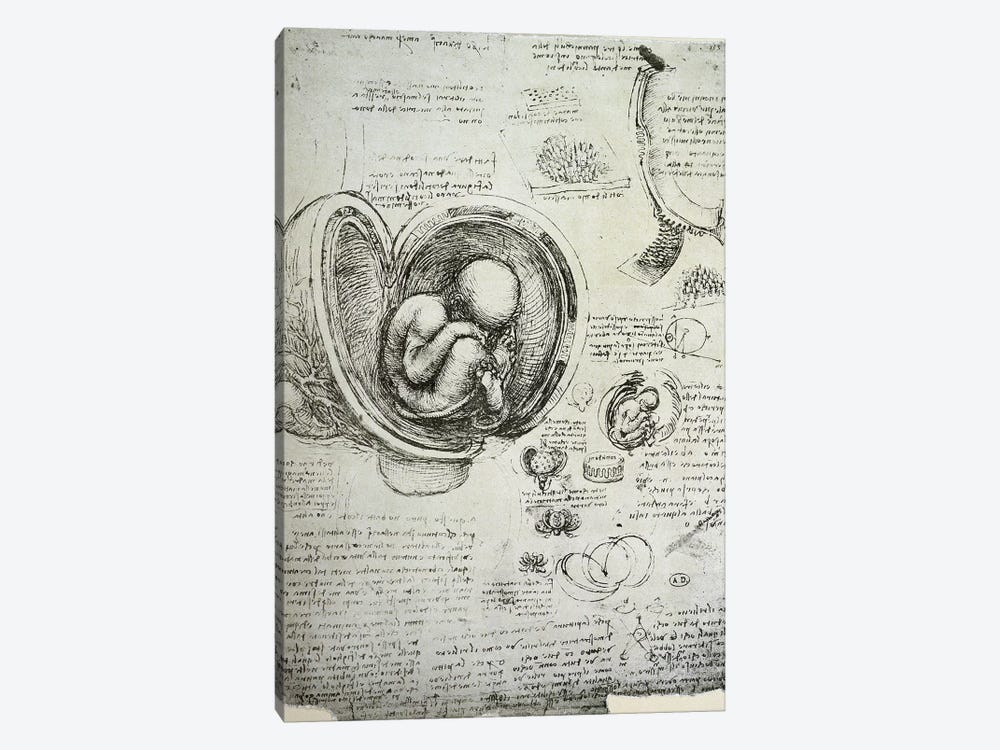 The Human Foetus in the Womb, facsimile copy  by Leonardo da Vinci 1-piece Canvas Wall Art