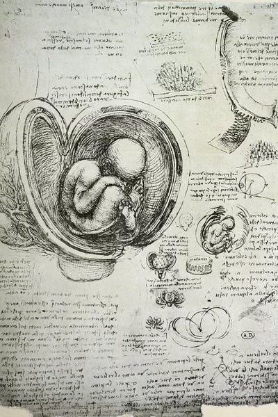 Renaissance: The Human Foetus in the Womb, facsimile copy  by Leonardo da Vinci