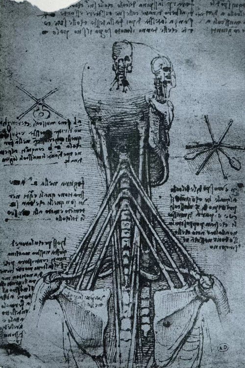 Bone Structure of the Human Neck and Shoulder, facsimile copy 