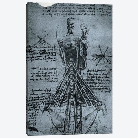 Bone Structure of the Human Neck and Shoulder, facsimile copy  Canvas Print #BMN2915} by Leonardo da Vinci Art Print