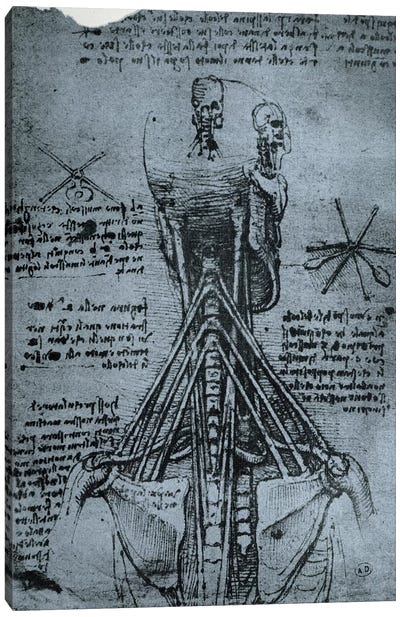 Bone Structure of the Human Neck and Shoulder, facsimile copy  Canvas Art Print - Renaissance Art