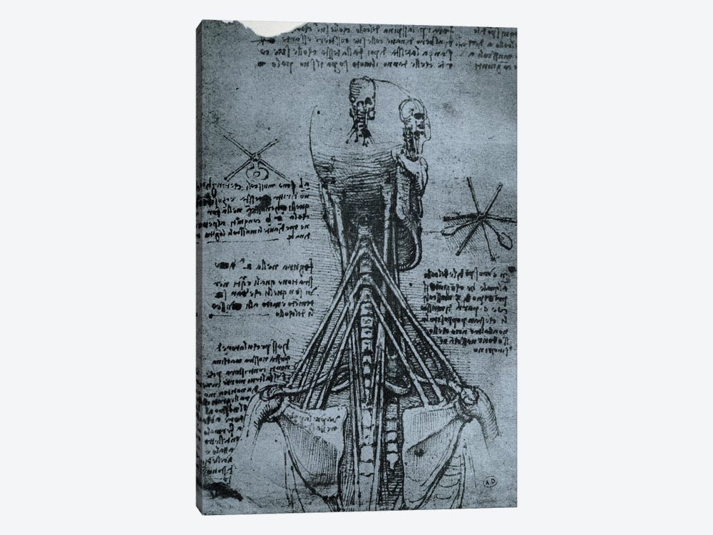 Bone Structure of the Human Neck and Shoulder, facsimile copy  by Leonardo da Vinci 1-piece Art Print