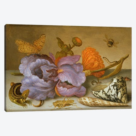 Still life depicting flowers, shells and insects  Canvas Print #BMN2996} by Balthasar van der Ast Art Print