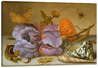 Still life depicting flowers, shells and insects  Canvas Art Print - Grasshoppers