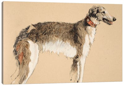 Borzoi, 1930, Illustrations from his Sketch Book used for 'Just Among Friends', Aldin, Cecil Charles Windsor  Canvas Art Print