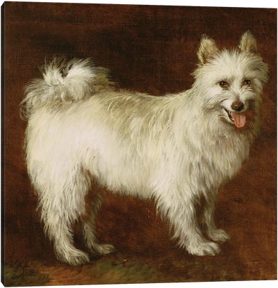 Spitz Dog, c.1760-70  Canvas Art Print