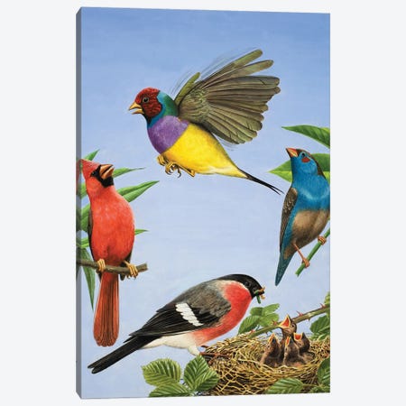 Tropical Birds  Canvas Print #BMN3080} by R.B. Davis Canvas Art Print