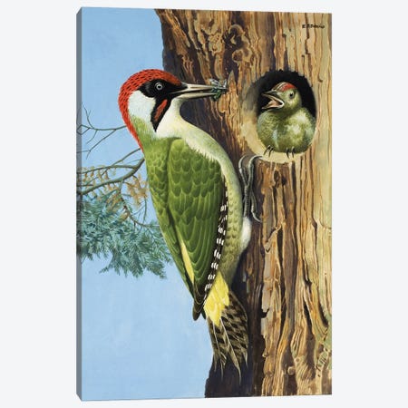 Woodpecker  Canvas Print #BMN3081} by R.B. Davis Canvas Print