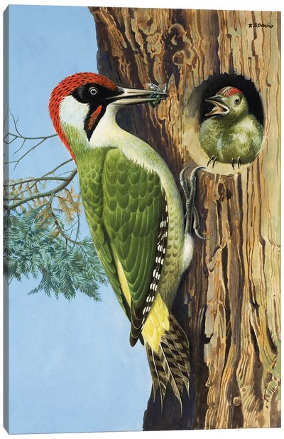 Woodpecker  Canvas Art Print