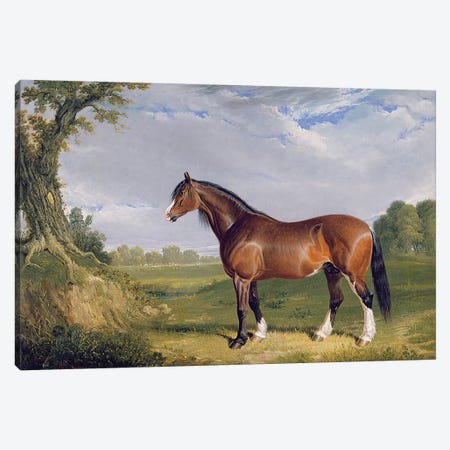 A Clydesdale Stallion, 1820  Canvas Print #BMN3096} by John Frederick Herring Sr Canvas Print