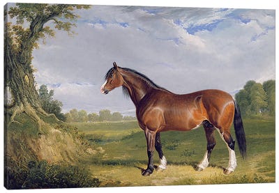A Clydesdale Stallion, 1820  Canvas Art Print