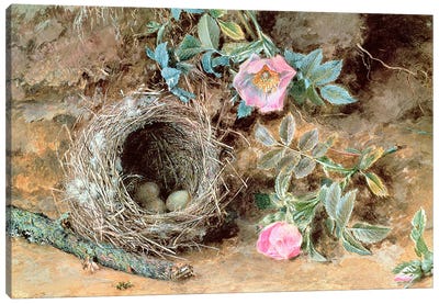 Wild Roses and Birds' Nests Canvas Art Print
