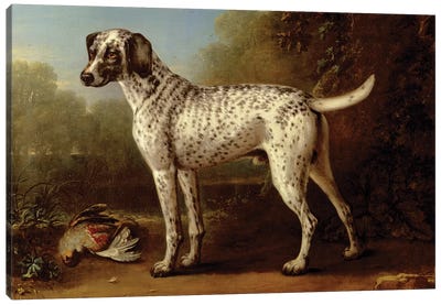 Grey spotted hound, 1738  Canvas Art Print - Greyhound Art