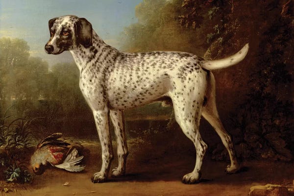 Greyhounds: Grey spotted hound, 1738  by John Wootton