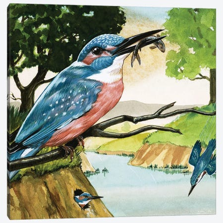 The Kingfisher Canvas Print #BMN3289} by D. A. Forrest Canvas Print