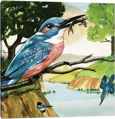 The Kingfisher Canvas Art Print