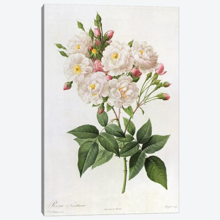 Rosa Noisettiana, from'Les Roses', 19th century 9coloured engraving) Canvas Print #BMN329} by Pierre-Joseph Redouté Canvas Art Print