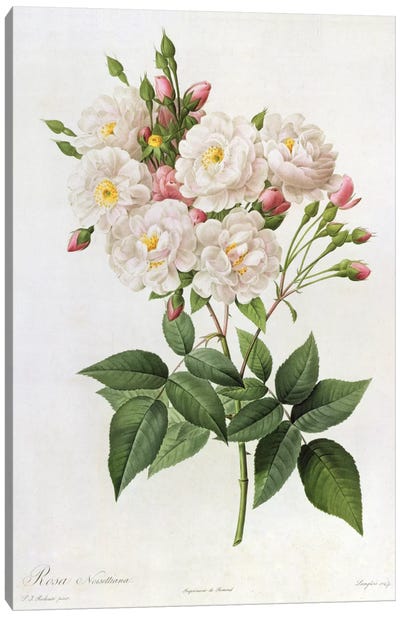 Rosa Noisettiana, from'Les Roses', 19th century 9coloured engraving) Canvas Art Print - Botanical Illustrations