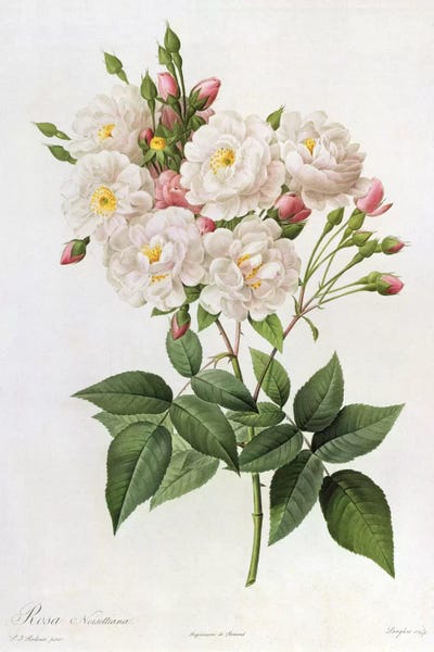Vintage Botanical Illustrations: Rosa Noisettiana, from'Les Roses', 19th century 9coloured engraving) by Pierre-Joseph Redouté