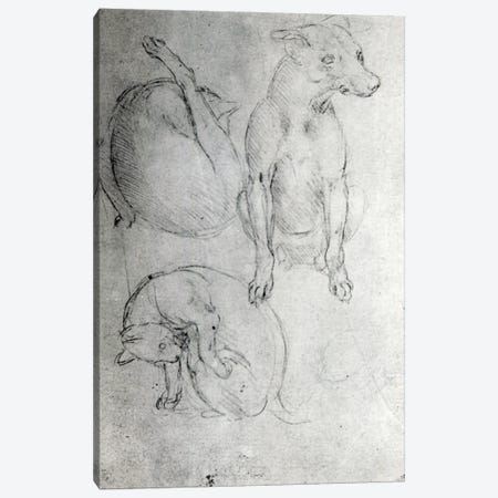 Study of a dog and a cat, c.1480  Canvas Print #BMN3372} by Leonardo da Vinci Canvas Art Print