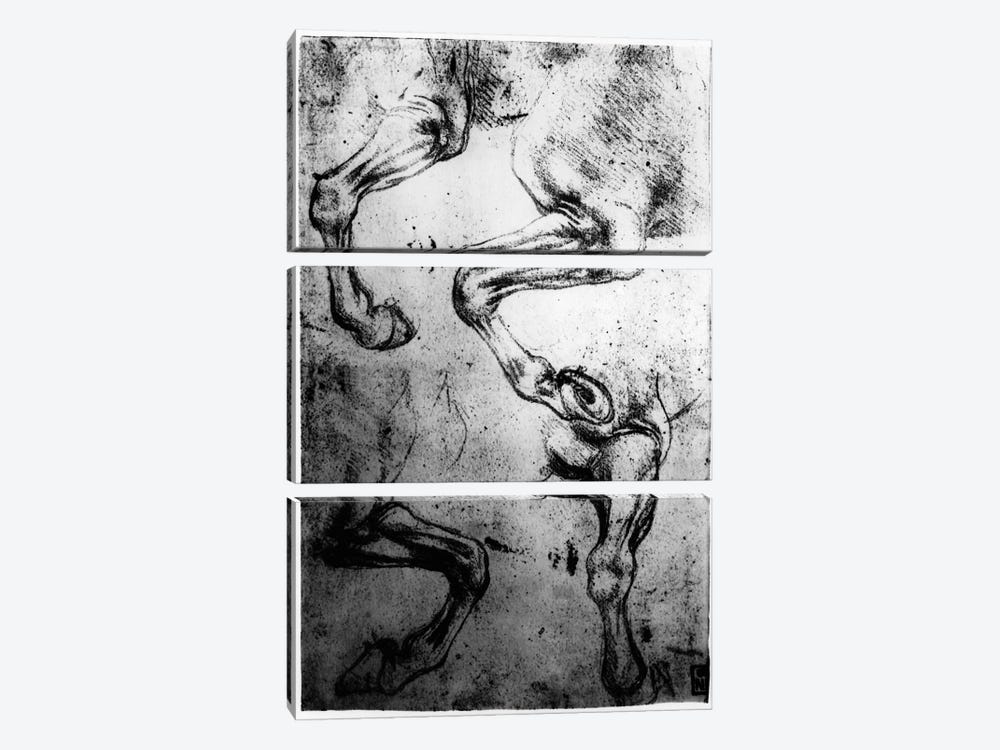 Studies of Horses legs  3-piece Canvas Wall Art