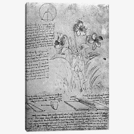 Studies of Violas  Canvas Print #BMN3385} by Leonardo da Vinci Canvas Art Print