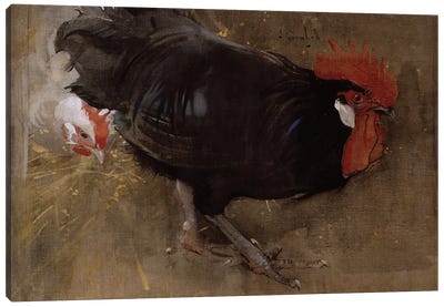 The Black Cock  Canvas Art Print