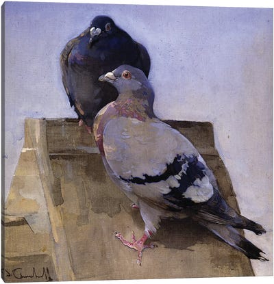 Pigeons on the Roof  Canvas Art Print - Dove & Pigeon Art