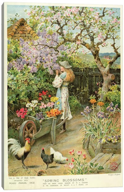 Spring Blossoms, from the Pears Annual, 1902 Canvas Art Print
