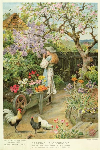 Chickens & Roosters: Spring Blossoms, from the Pears Annual, 1902 by William Stephen Coleman