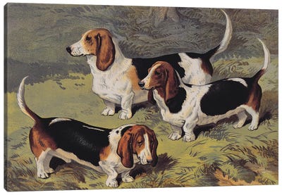 Basset Hounds, 1890  Canvas Art Print - Basset Hounds