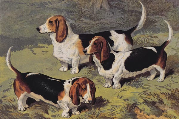 Basset Hounds: Basset Hounds, 1890  by English School