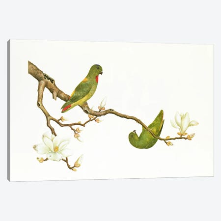 Blue-crowned parakeet, hanging on a magnolia branch, Ch'ien-lung period  Canvas Print #BMN348} by Qing Dynasty Chinese School Art Print