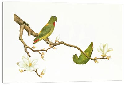 Blue-crowned parakeet, hanging on a magnolia branch, Ch'ien-lung period  Canvas Art Print