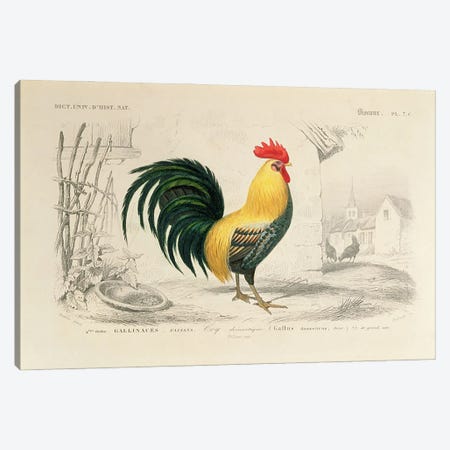 Domestic Cock, Illllustration From Dictionnaire Universel d'Histoire Naturelle Canvas Print #BMN3518} by Edouard Travies Canvas Print
