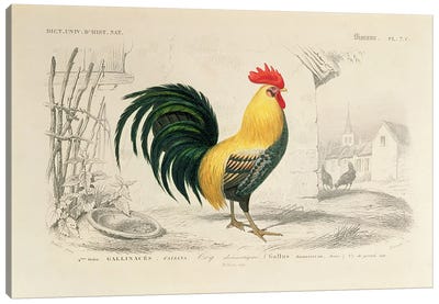 Domestic Cock, Illllustration From Dictionnaire Universel d'Histoire Naturelle Canvas Art Print
