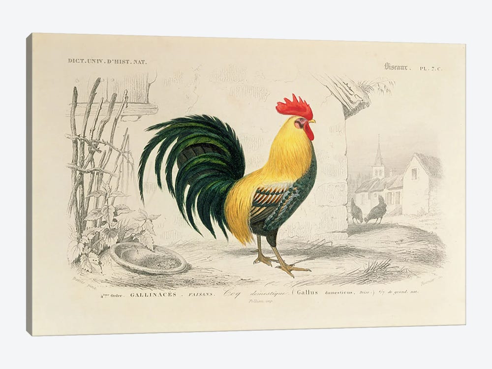 Domestic Cock, Illllustration From Dictionnaire Universel d'Histoire Naturelle by Edouard Travies 1-piece Canvas Wall Art
