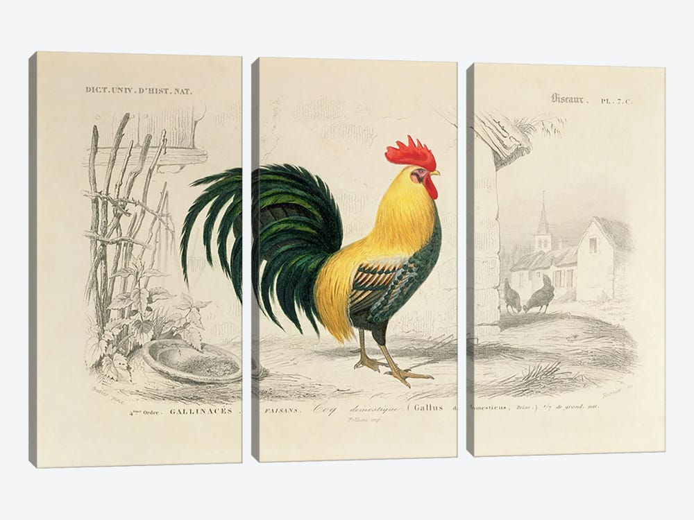 Domestic Cock, Illllustration From Dictionnaire Universel d'Histoire Naturelle 3-piece Canvas Art