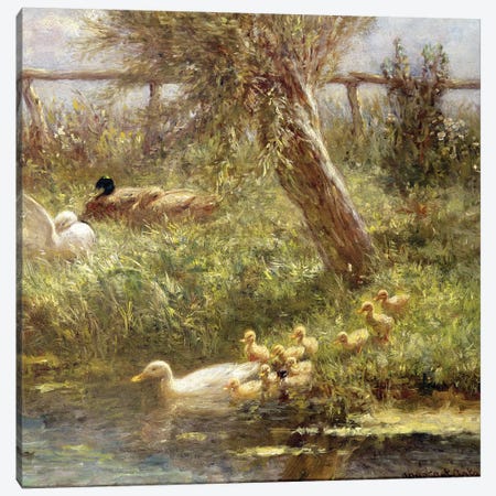 Ducks and ducklings  Canvas Print #BMN3572} by David Adolph Constant Artz Canvas Art Print
