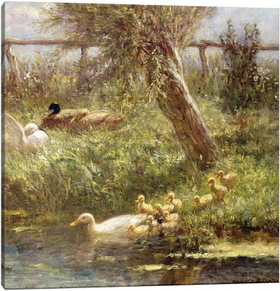Ducks and ducklings  Canvas Art Print