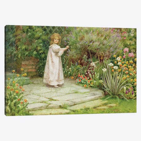 My Garden  Canvas Print #BMN3573} by William Ashburner Canvas Print