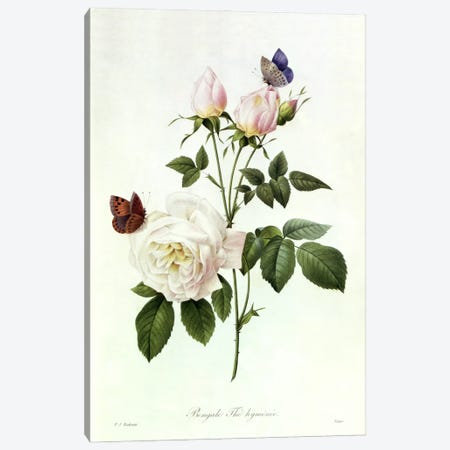Rosa: Bengale the Hymenes, from 'Les Roses', 19th century  Canvas Print #BMN365} by Pierre-Joseph Redouté Canvas Artwork