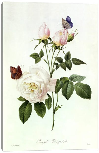 Rosa: Bengale the Hymenes, from 'Les Roses', 19th century  Canvas Art Print