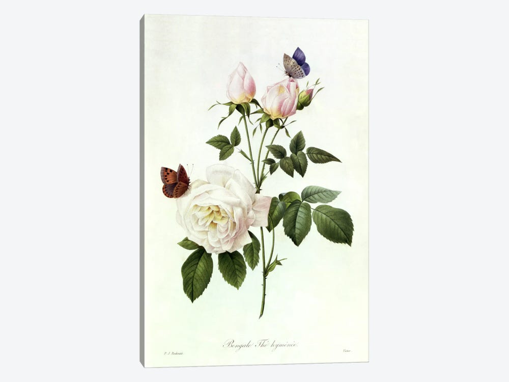 Rosa: Bengale the Hymenes, from 'Les Roses', 19th century  1-piece Canvas Wall Art