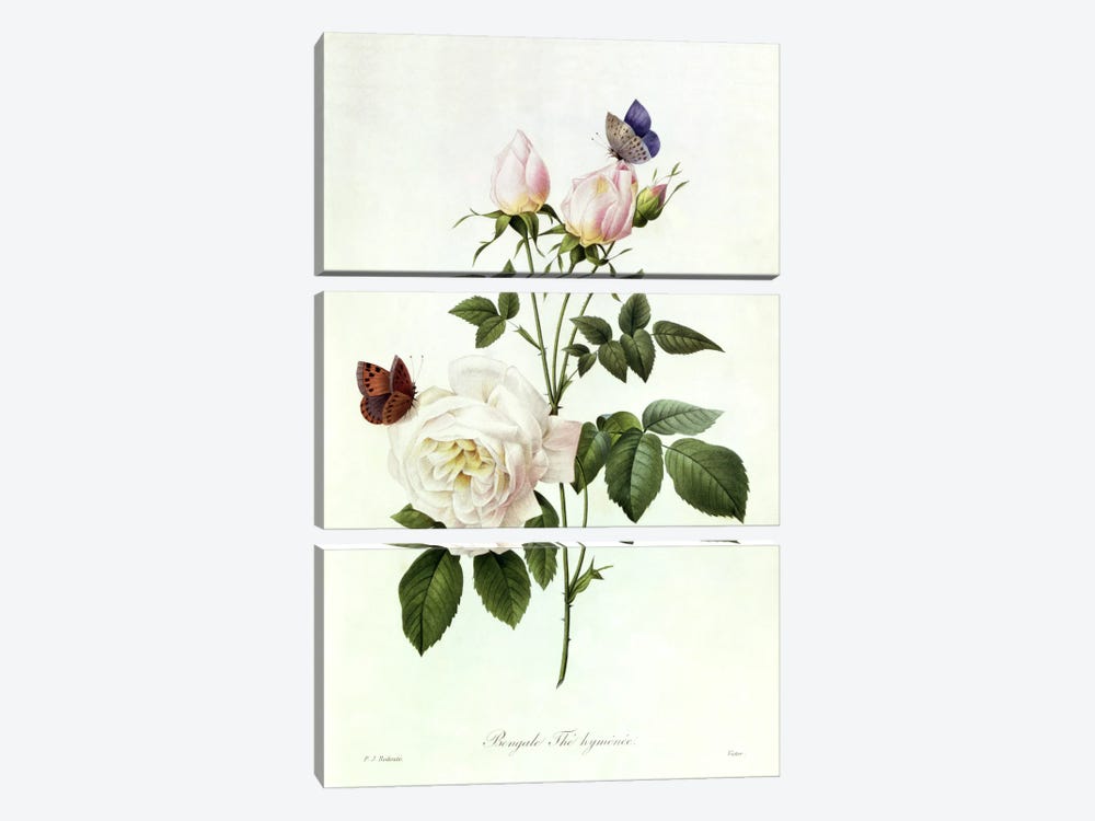 Rosa: Bengale the Hymenes, from 'Les Roses', 19th century  3-piece Canvas Wall Art