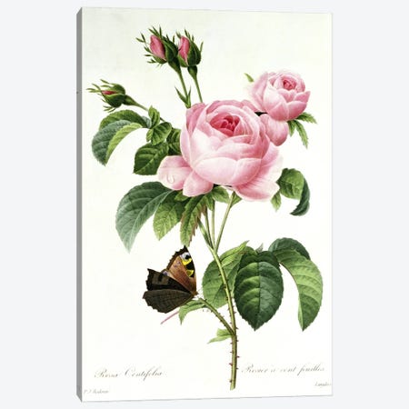 Rosa Centifolia Canvas Print #BMN366} by Pierre-Joseph Redouté Canvas Wall Art