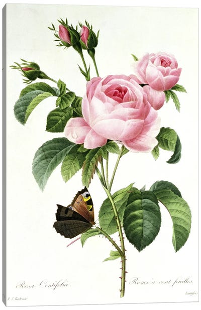Rosa Centifolia Canvas Art Print