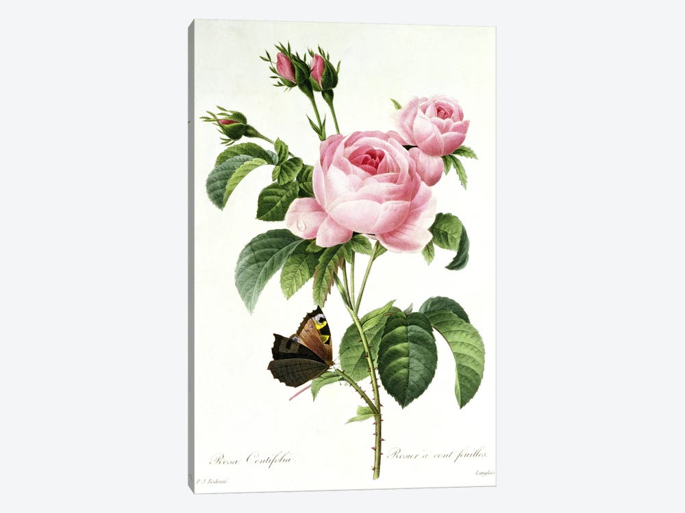 Rosa Centifolia by Pierre-Joseph Redouté 1-piece Canvas Art Print