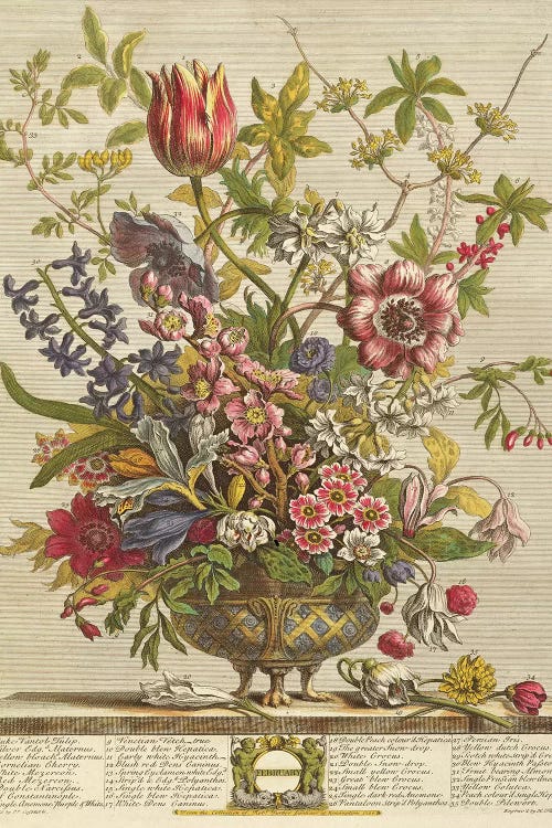 February, from `Twelve Months of Flowers' by Robert Furber  by Pieter Casteels wall art